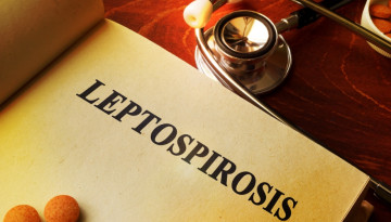 Symptoms of leptospirosis in a sick person, diagnosis and prevention