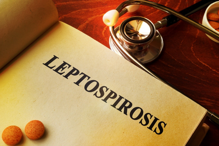 Symptoms of leptospirosis in a sick person, diagnosis and prevention