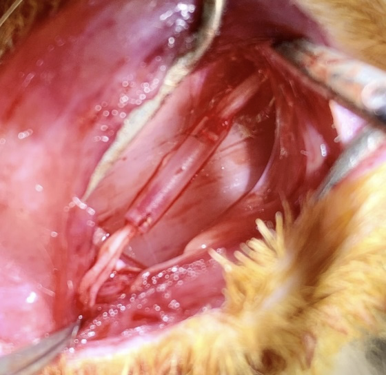 Scaphold implantation into the sites of peripheral nerve damage